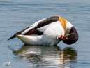 Canada Goose - Gęś Kanadyjska